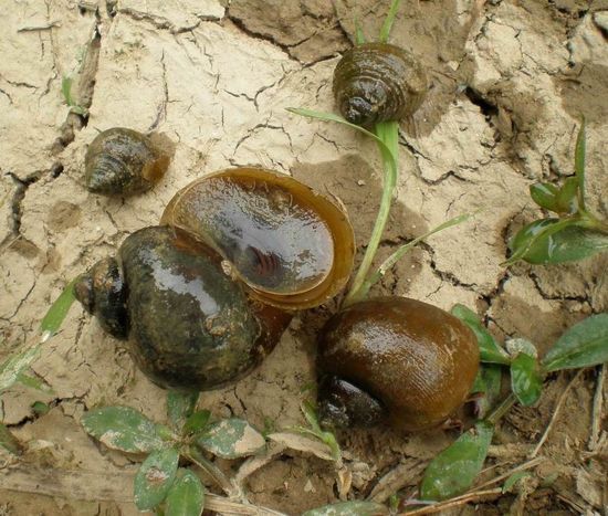 中国成全球遭受外来物种入侵最严重国家之一