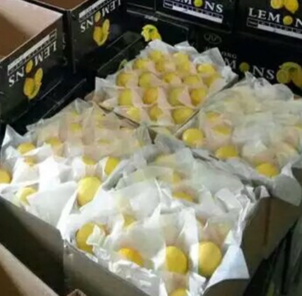 一级中果新鲜汁多柠檬加盟